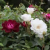 Burgundy Iceberg And Iceberg Two-fer® Rose Tree 2 Burgundy Iceberg And Iceberg Two-fer® Rose Tree -Deals Blossom Vines Store Burgandy Iceburg ROse Tree BB 600x600 7fbf78b6 1c8a 4df9 b52e 0264dbb85dd3
