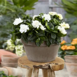 Buttons Gardenia Shrub 7 Buttons Gardenia Shrub -Deals Blossom Vines Store Buttons Gardenia 2 BB