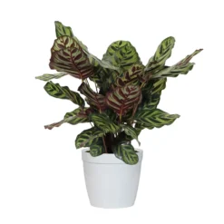 Calathea Medallion -Deals Blossom Vines Store CAL MAK.6 whitedelilah e1510680 f4dc 44cd 84db 6b0c93731204