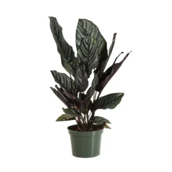 Calathea Ornata 11 Calathea Ornata -Deals Blossom Vines Store CAL ORN