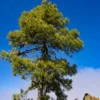 Canary Island Pine Tree -Deals Blossom Vines Store CANARY ISLAND PIN 350 THUMBNAIL BB