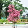 Cherokee Crape Myrtle Tree -Deals Blossom Vines Store CHEROKEE CRAPE MYRTLE 350 THUMBNAIL