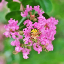 Cherokee Crape Myrtle Tree 7 Cherokee Crape Myrtle Tree -Deals Blossom Vines Store CHEROKEE CRAPE MYRTLE 800 D1