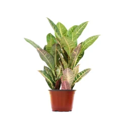 Croton Plant 21 Croton Plant -Deals Blossom Vines Store CRO PEN1 standard pot