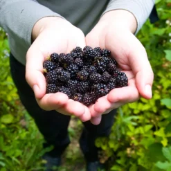 Black Raspberry Bush -Deals Blossom Vines Store CUmberland Black RAspberry 2 BB
