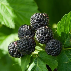 Black Raspberry Bush -Deals Blossom Vines Store CUmberland Black RAspberry 6 BB