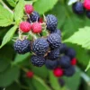 Black Raspberry Bush -Deals Blossom Vines Store CUmberland Black RAspberry BB 600x600 c370b71d 47a2 4f33 883f 632ce4746a12