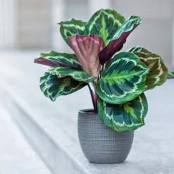 Calathea Medallion -Deals Blossom Vines Store Calathea Medalion 2