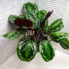 Calathea Medallion -Deals Blossom Vines Store Calathea Medalion FGT 600x600 b8d0c7f5 1ec6 4c05 b531 f2cc3e97158f