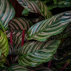 Calathea Ornata 9 Calathea Ornata -Deals Blossom Vines Store Calathea Ornata 2