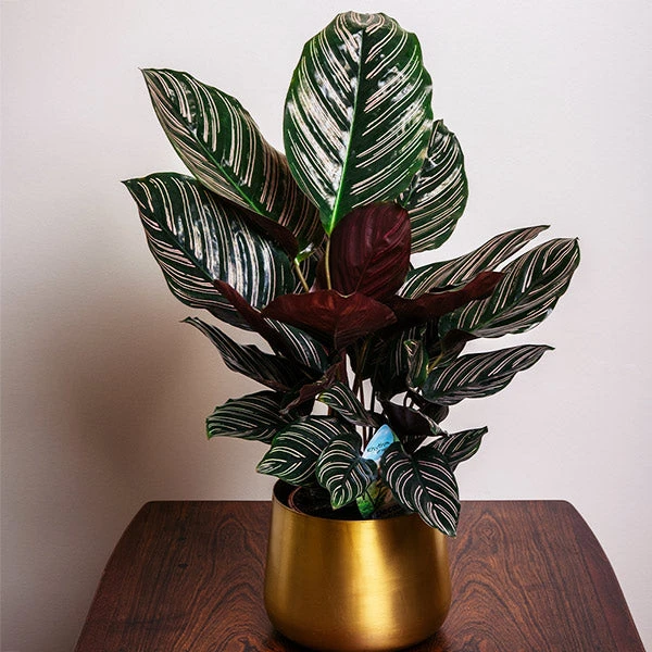 Calathea Ornata 3 Calathea Ornata