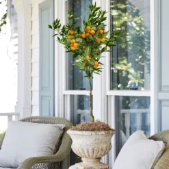 California Honey Mandarin Tree -Deals Blossom Vines Store California Mandarin 2 BB