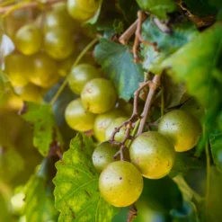 Carlos Scuppernong Grape Vine 9 Carlos Scuppernong Grape Vine -Deals Blossom Vines Store Carlos Muscadine 2 BB
