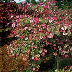 Carolina Sweetheart® Redbud Tree 9 Carolina Sweetheart® Redbud Tree -Deals Blossom Vines Store Carolina Sweetheart Redbud 1