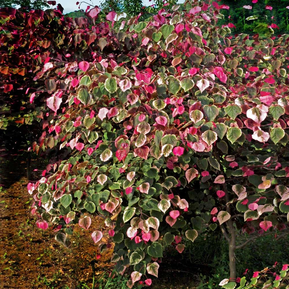 Carolina Sweetheart® Redbud Tree 5 Carolina Sweetheart® Redbud Tree - Image 3