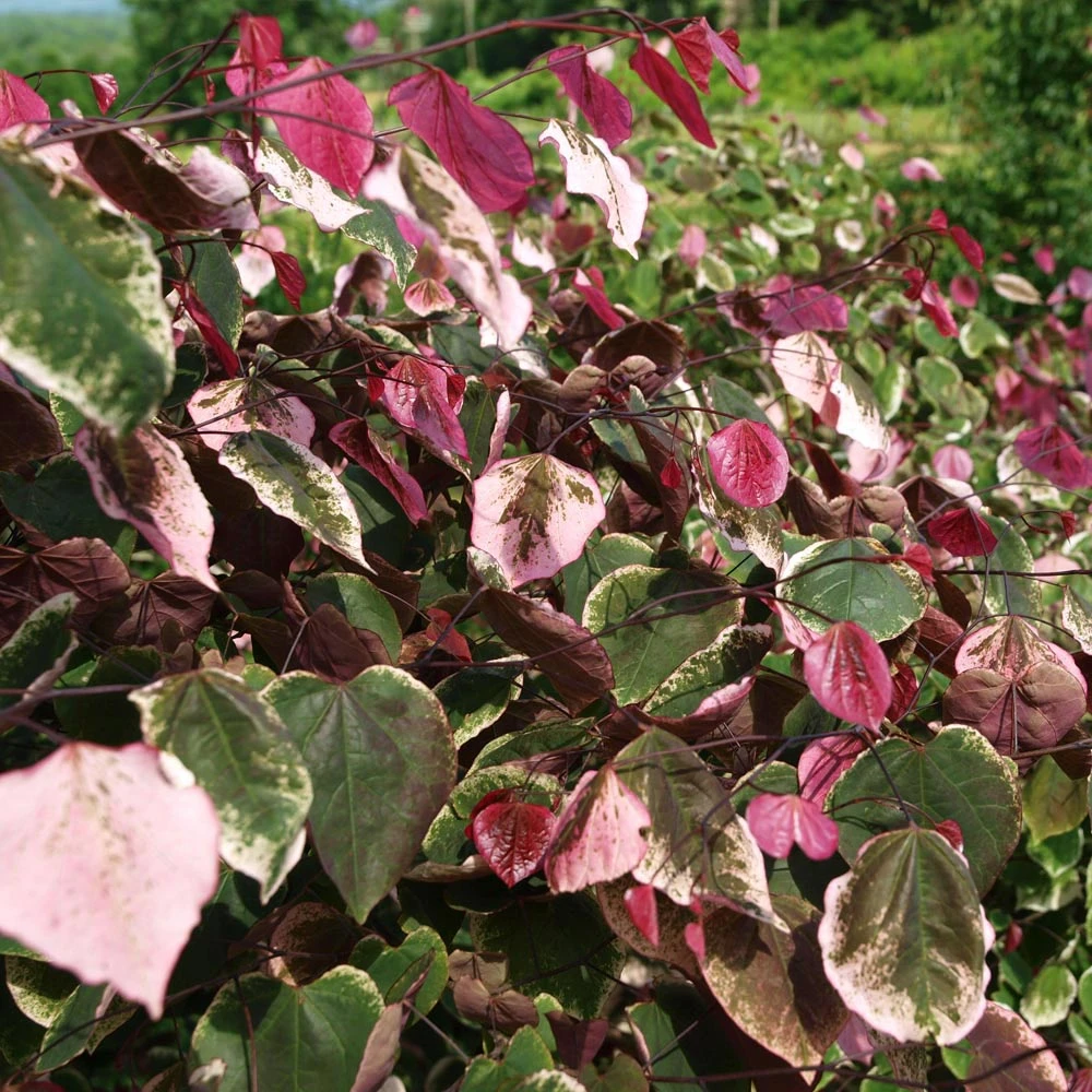 Carolina Sweetheart® Redbud Tree 4 Carolina Sweetheart® Redbud Tree - Image 2