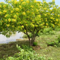 Cassia Tree -Deals Blossom Vines Store Cassia Tree 1