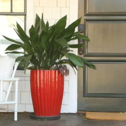 Cast Iron Plant -Deals Blossom Vines Store Cast Iron Plant 9