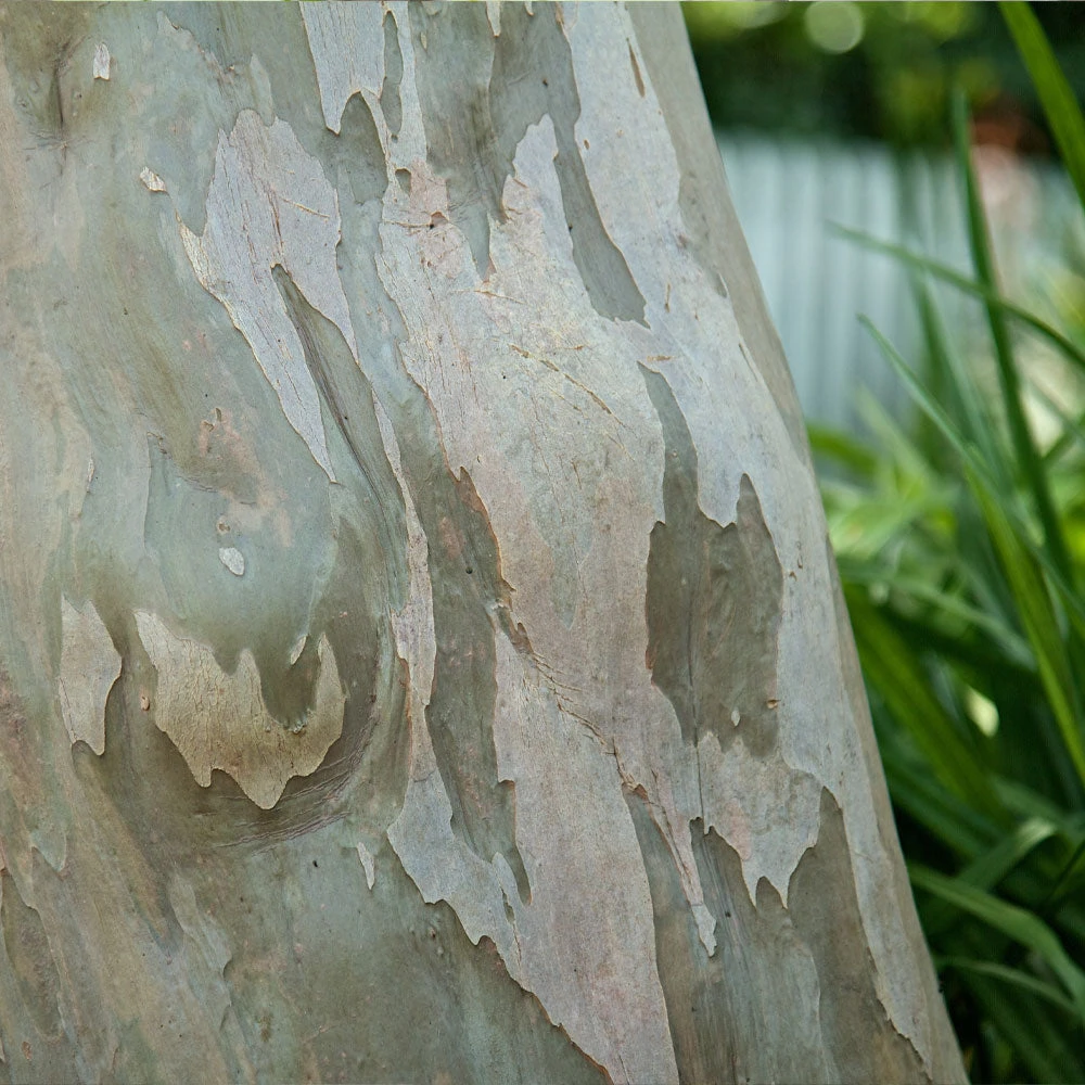 Catawba Crape Myrtle Tree 7 Catawba Crape Myrtle Tree - Image 5