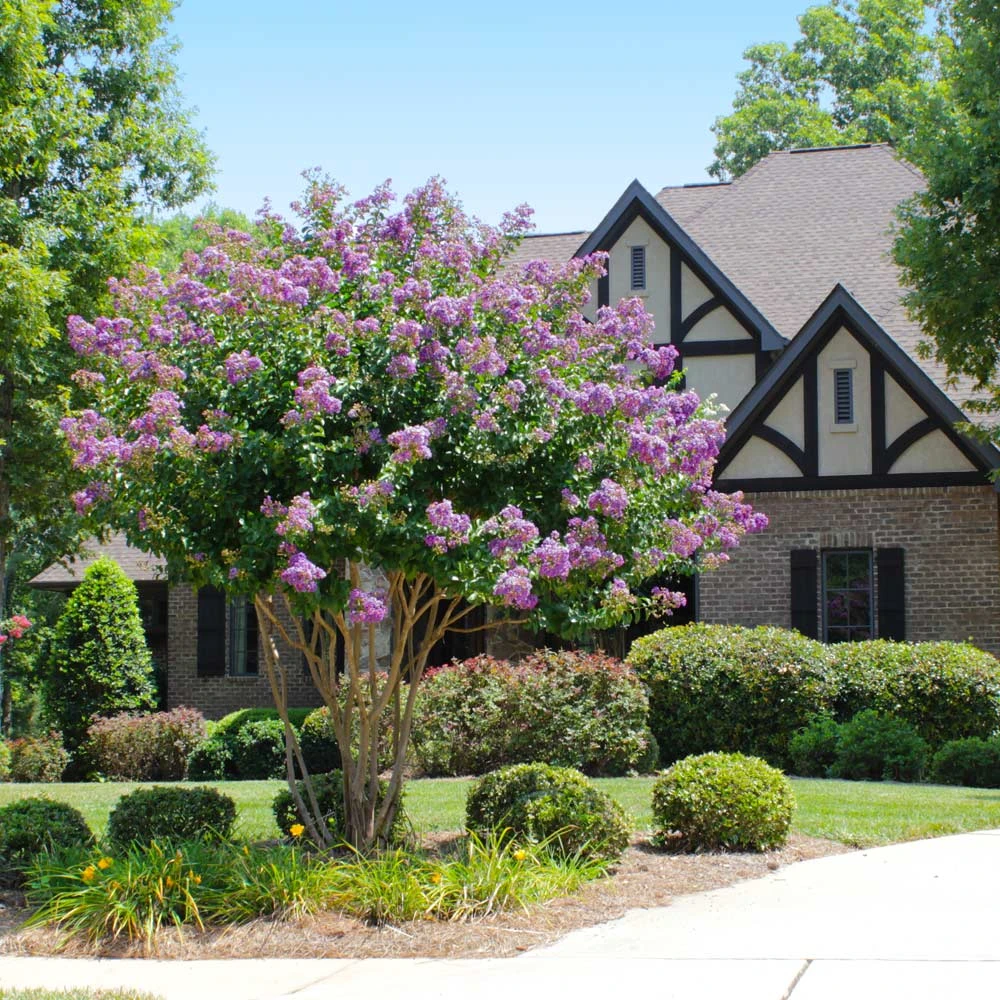 Catawba Crape Myrtle Tree 4 Catawba Crape Myrtle Tree - Image 2