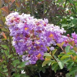 Catawba Crape Myrtle Tree 9 Catawba Crape Myrtle Tree -Deals Blossom Vines Store Catawba Crape Myrtle 3 BB