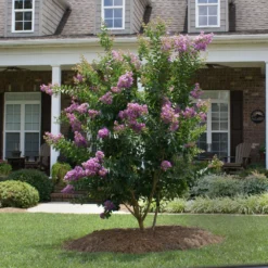 Catawba Crape Myrtle Tree 10 Catawba Crape Myrtle Tree -Deals Blossom Vines Store Catawba Crape Myrtle 4 BB