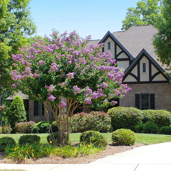 Catawba Crape Myrtle Tree 3 Catawba Crape Myrtle Tree