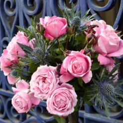 Cathedral Bells Rose -Deals Blossom Vines Store Cathedral Bells Rose Tree 2