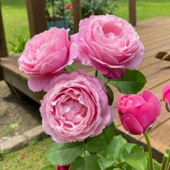 Cathedral Bells Rose