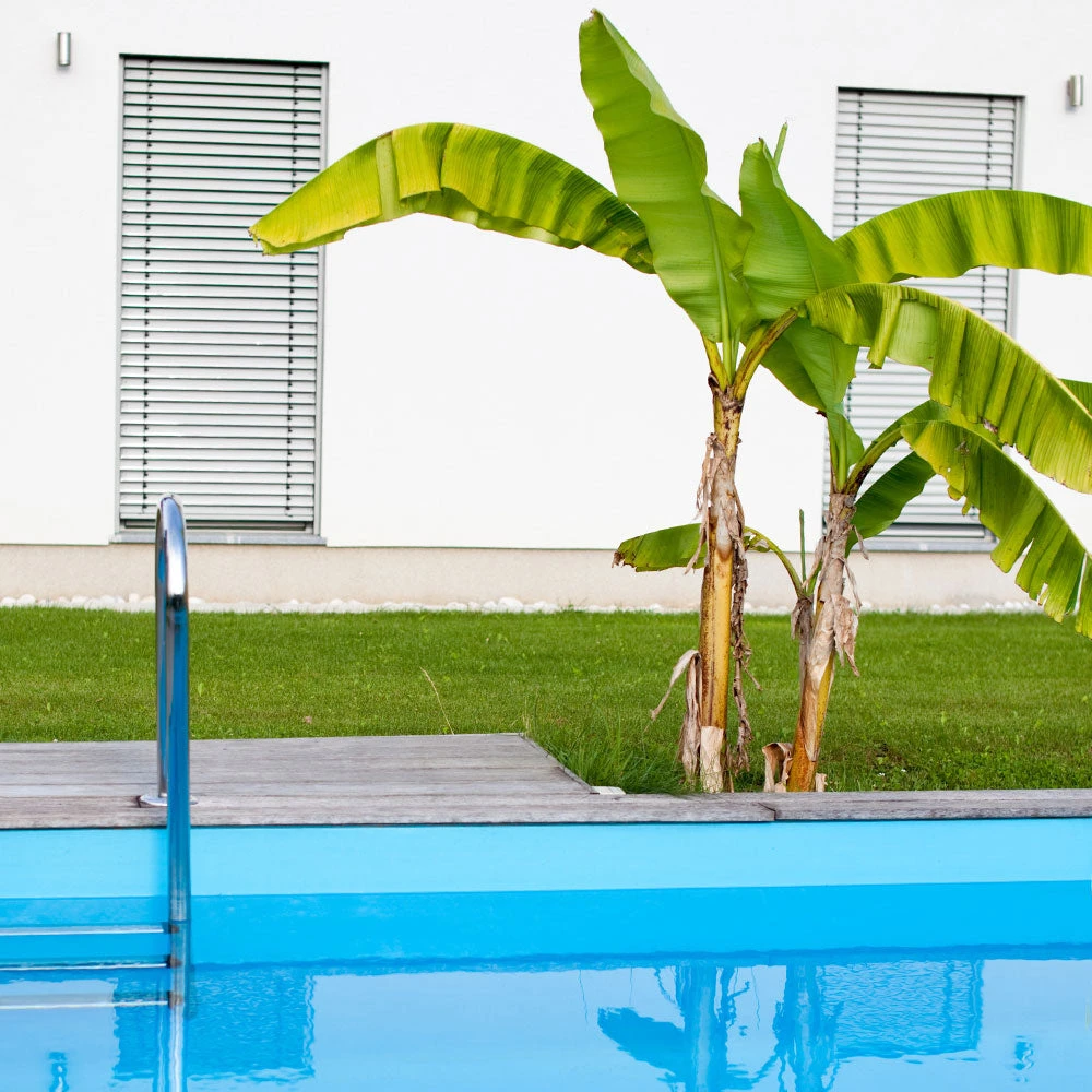 Dwarf Cavendish Banana Tree 8 Dwarf Cavendish Banana Tree - Image 6