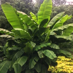 Dwarf Cavendish Banana Tree 11 Dwarf Cavendish Banana Tree -Deals Blossom Vines Store Cavendish Banana 6 BB