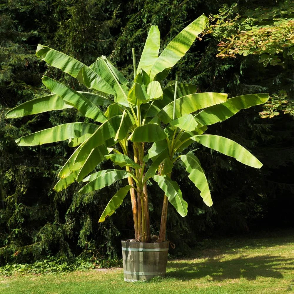 Dwarf Cavendish Banana Tree 4 Dwarf Cavendish Banana Tree - Image 2