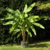 Dwarf Cavendish Banana Tree -Deals Blossom Vines Store Cavendish Banana BB 600x600 939152a4 d4bf 4a5e ac33 3c34c81cf01b