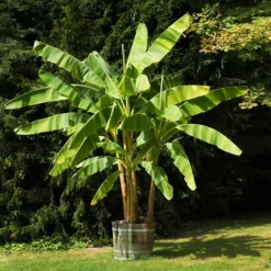 Dwarf Cavendish Banana Tree