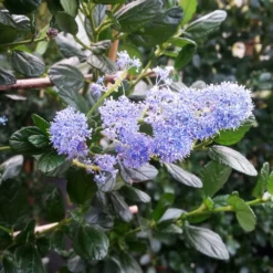 Yankee Point California Lilac -Deals Blossom Vines Store Ceanothus Yankee Point 2