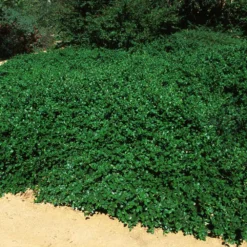 Yankee Point California Lilac -Deals Blossom Vines Store Ceanothus Yankee Point 5