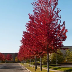 Celebration Maple Tree -Deals Blossom Vines Store Celebration Maple 2 BB