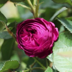 Celestial Night™ Rose Tree -Deals Blossom Vines Store Celestial Night Rose Tree 1 BB