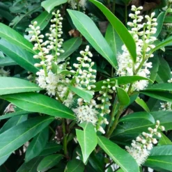 Centre Court™ Cherry Laurel -Deals Blossom Vines Store Centre Court Cherry Laurel 2