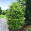 Centre Court™ Cherry Laurel