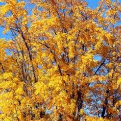 Chandler Walnut Tree 10 Chandler Walnut Tree -Deals Blossom Vines Store Chandler Walnut 1