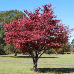 Cherokee Brave Dogwood Tree 9 Cherokee Brave Dogwood Tree -Deals Blossom Vines Store Cherokee Brave Dogwood 4 BB