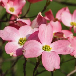 Cherokee Chief Dogwood Tree -Deals Blossom Vines Store Cherokee Chief Dogwood 2 BB