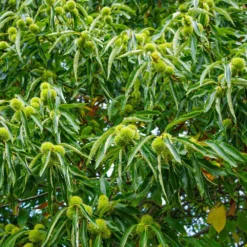 Chinese Chestnut Tree 10 Chinese Chestnut Tree -Deals Blossom Vines Store Chinese Chestnut 1 BB