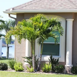 Christmas Palm Tree 15 Christmas Palm Tree -Deals Blossom Vines Store Christmas Palm 10 BB