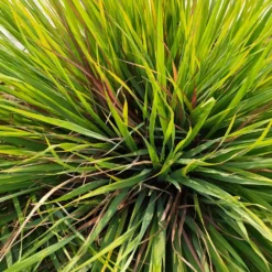 Citronella Grass 8 Citronella Grass -Deals Blossom Vines Store Citronella GRass 2 BB