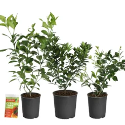 All-in-One Citrus Starter Kit -Deals Blossom Vines Store Citrus Starter Kit 2