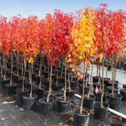 Cleveland Pear Tree -Deals Blossom Vines Store Cleveland Pear 10 BB