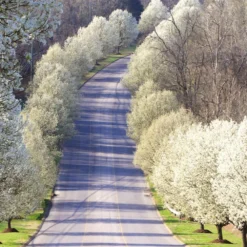Cleveland Pear Tree -Deals Blossom Vines Store Cleveland Pear 11 BB
