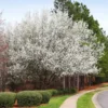 Cleveland Pear Tree -Deals Blossom Vines Store Cleveland Pear 600x600 BB